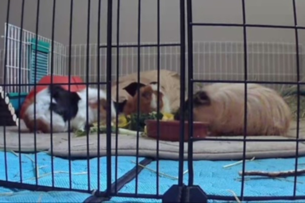 four guinea pigs for adoption