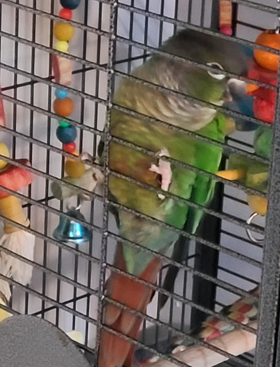 Arie. Conure, green-cheeked parakeet for adoption Toronto GTA
