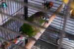 Arie. Conure, green-cheeked parakeet for adoption Toronto GTA