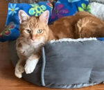 My Honey. Declawed male cat for adoption