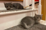 jack and jill kittens for adoption