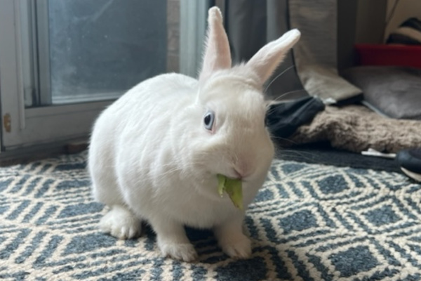 Snowball. Rabbit for adoption