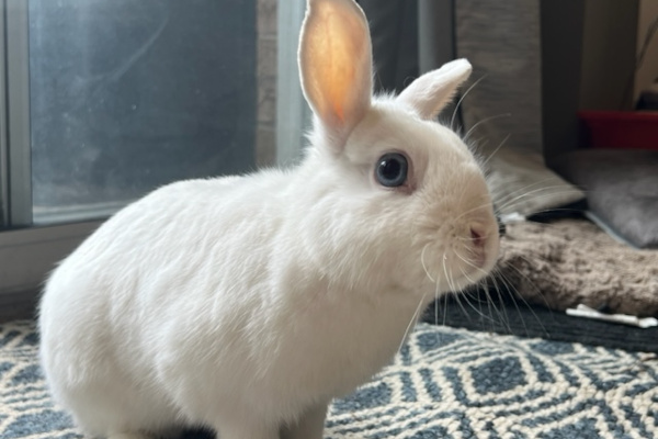 Snowball. Rabbit for adoption