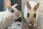 Spider And Snowball. Two Rabbits. Best Buddies, Bonded Pair Seek ..