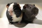Freddie and Theo: Four-Year-Old Guinea Pigs Find Forever Home Together 