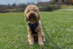 MILLO. Young Male Cockapoo Dog Joins Welcoming Family in Oshawa. 