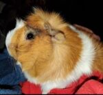 HONEY. Friendly and Adorable Young Guinea Pig Finds New Home! 