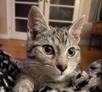 PENNY. Lucky Rescue Kitten Finds Active New Home in Whitby 