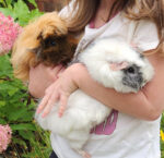 SPRINKLES and PLAYDOUGH. Adorable Guinea Pigs Find Home in Bowmanville! 