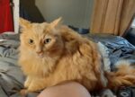 FLUFFY. Fully Vaxxed, 6.5-Year-Old Affectionate Male Cat Seeks New Home 