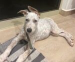 FRANKIE. Fully Vaxxed, Adventurous 4-Month-Old Dog Finds Home in Beautiful ..
