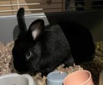 THUMPER. 3-Year-Old Sweet Black Rabbit Forced To Look For New ..