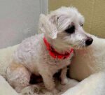 TITOU. Wee Bichon Maltese/Shih Tzu Finds Home and Playmate! 