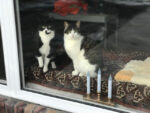 CHARLIE and ANGEL Adopted! Don’t Tell Bosley! Best Buddy Female ..