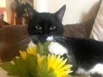 DOMINO. Neutered Black & White Cat Finds New Abode in ..