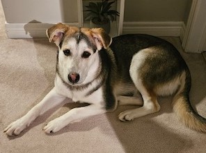 Husky needs sales home
