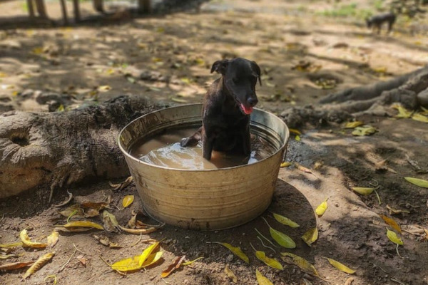 Mexican rescue dogs