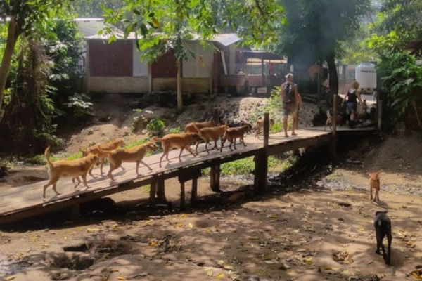 Mexican rescue dogs