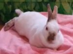 ALICE. 4-Year-Old, Adorable and Gentle White Female Bunny Needs New ..