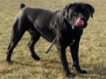 BLADE. Neutered, Fully Vaxxed, Intelligent 2-Year-Old Boerboel Needs Home 