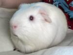 BOINK. 18-Month-Old, Gentle, Charming and Super Cute Guinea Pig Needs ..