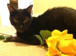 CHATONOIR. Neutered, Fully Vaxxed, 7-Year-Old Cuddle-Loving Cat Needs Home 