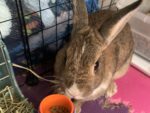 COCO. Charming, Friendly Young Bunny Finds New Home in The ..