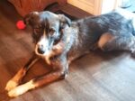 COSMO. Neutered, Fully Vaxxed, 12-Month-Old Super Fun Border Collie Needs ..