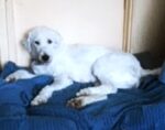 DAISY. 4-Year-Old, Shy Gentle Old English Sheepdog Finds Northern Ontario ..
