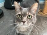 FOXIE. Spayed, Fully Vaxxed, 12-Year-Old Loveable, Snuggleable Cat Needs Home 