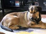 KATIE. Sweet, 15-Month-Old Female Labrador/Shepherd/Cane Corso/Mastiff Mix Passes Unexpectedly 