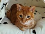 LOKI. Neutered, Fully Vaxxed, 10-Year-Old Curious Orange Tabby Needs Home 