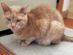 OM. 12-Year Old Male Cat Lands New Loving Home With ..