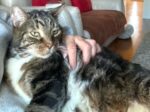 TYCKO. Neutered, Fully Vaxxed, De-Clawed, Healthy Senior Cat Needs a ..