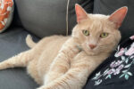APOLLO. Fully Vaccinated, Neutered, Handsome Boy: Loves Snuggling, Needs Home 