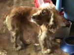 ARTHUR. Friendly Cocker Spaniel Puppy Finds Forever Home in Just ..
