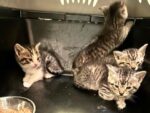 THE BARBECUE KITTENS. 3 of 4 Adorable Sibling Kittens (2M, ..