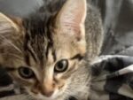 BOBO. Fully Vaxxed, De-Wormed, Friendly 3-Month-Old Female Kitten Needs Home 