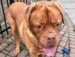 HULK. Neutered, Fully Vaxxed, Gentle 8-Year-Old Dogue de Bordeaux (French ..