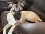 NORA. Fully Vaxxed, Sweet 7-Month-Old Malinois Shepherd Cross (Perfect Family ..