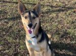 OLIVER. Neutered, Fully Vaxxed, Friendly and Lively 4-Year-Old German Shepherd ..