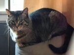 PEANUT. Neutered, Fully Vaxxed, 4-Year-Old Personable Male Cat Needs Home 
