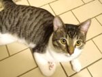 TOBY. Neutered, Fully Vaxxed, 12-Month-Old Friendly, Energetic Young Cat Needs ..