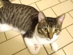 TOBY. Neutered, Fully Vaxxed, 12-Month-Old Friendly, Energetic Cat Has Found ..