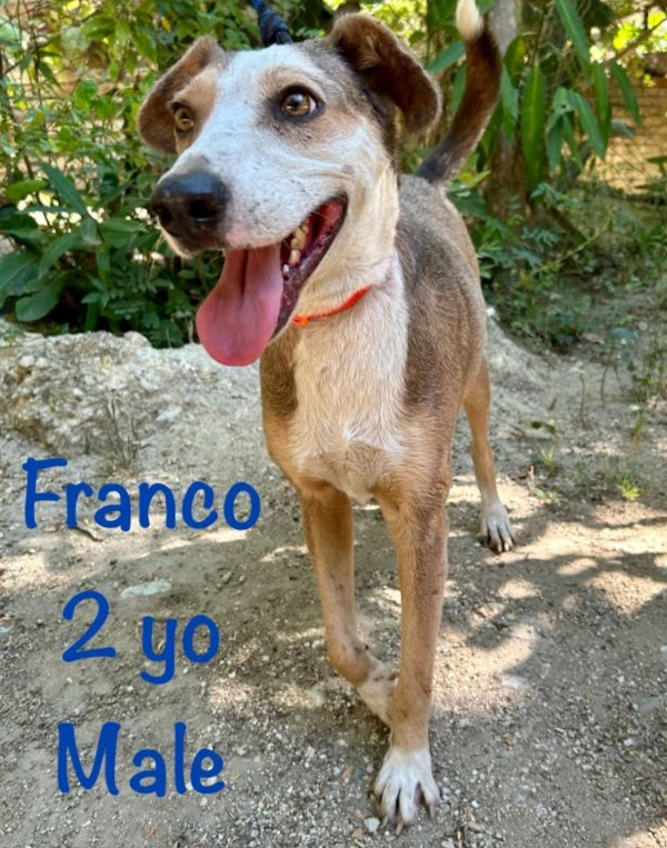 Franco. Dog for adoption. Rescue dog