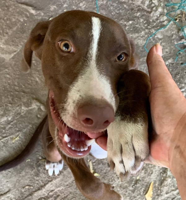 Zoe, young dog, female, for adoption