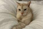 Jameson. Cat for adoption