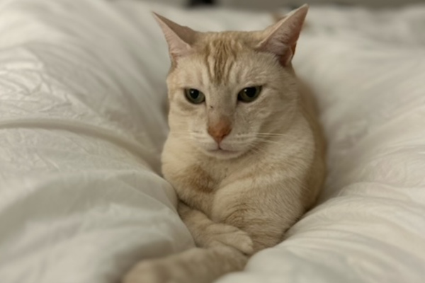 Jameson. Cat for adoption