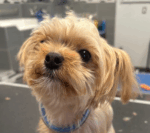 Wee Yorkshire Terrier LOUI Needs A Forever Home 
