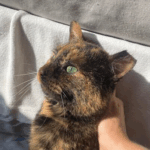 Affectionate Feline ROXY Needs A Forever Home 
